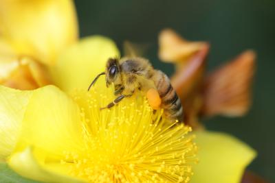 Honeybee