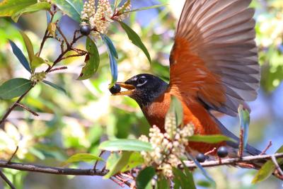 Robin