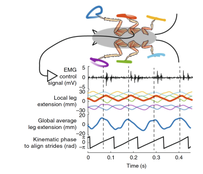 The swings of cockroach legs as rough sine waves