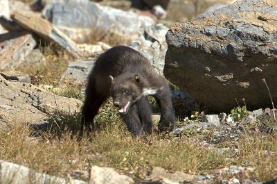 Wolverine