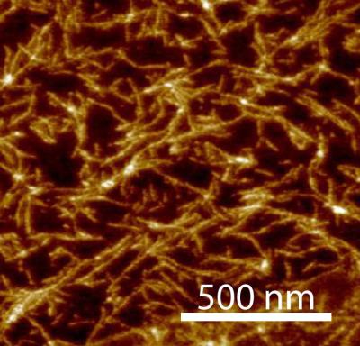 Self-assembly of TAP-ribose nucleoside