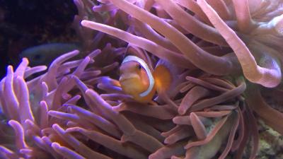 Clownfish in anemone