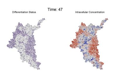 Differentiation status