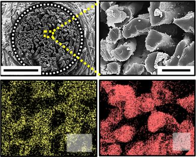 SEM image of electrodes