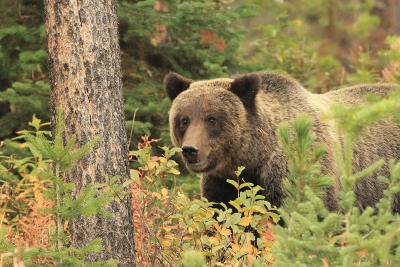 Grizzly Bear