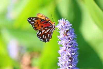Gulf fritillary