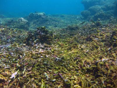 Dead reef