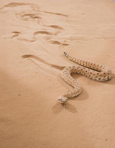 Sidewinder study2