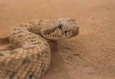 Sidewinder study