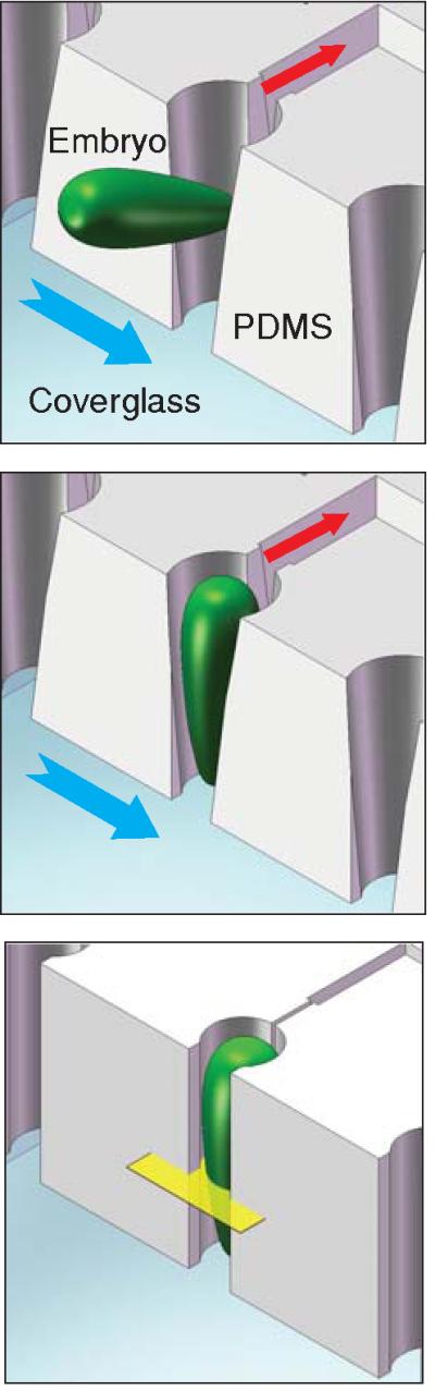 microfluidic embryo trap schematics
