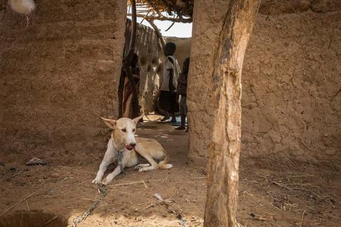 dog in Chad is tethered to prevent the spread of Guinea worm disease