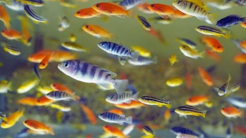 Researchers are studying Lake Malawi cichlids to explore connections between observed behavior and brain function.