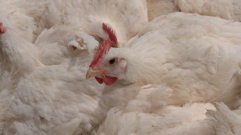 A photo of a chicken.