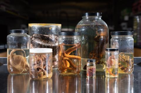 fluid-preserved specimens