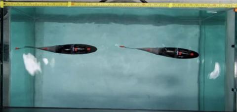 Piezoelectric robot trout swims like a real fish