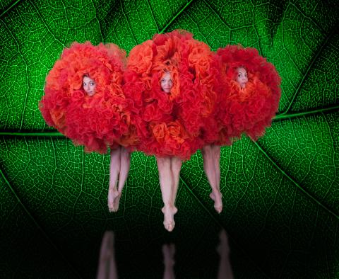 Three dancers with their bodies inside large, orange puffy flowers, their faces just visible, their legs as their stems 