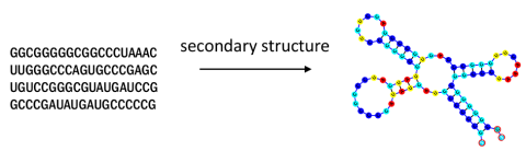 RNA secondary structure diagram