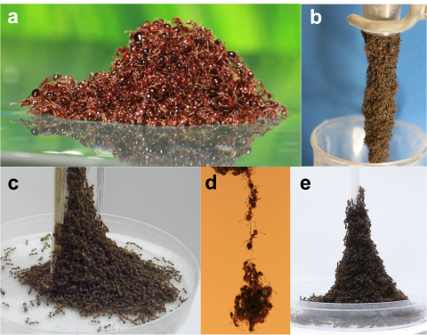 Ant assemblages