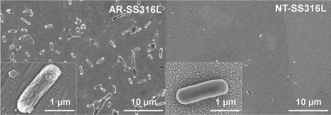 Comparison of bacteria growth in treated and untreated stainless