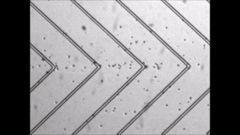 Cells flowing through microfluidic device