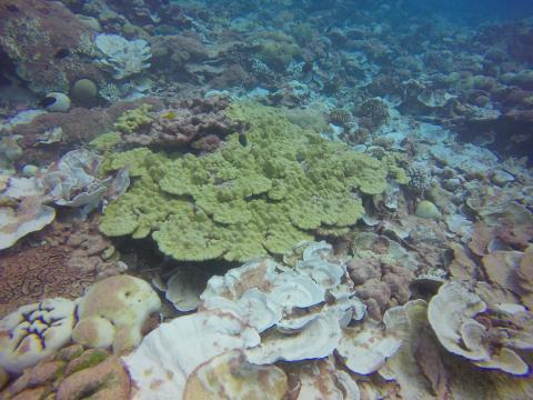 Healthy coral colony