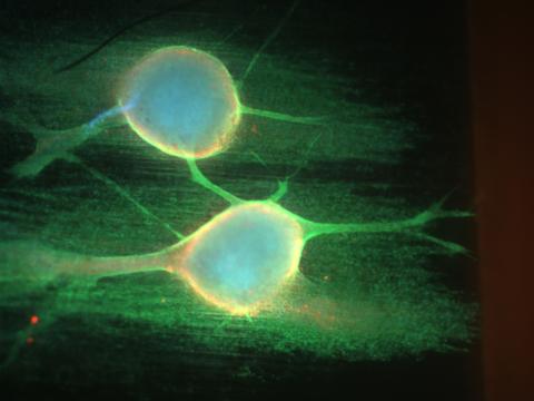 research Horizons - Convergence of Bio & Eng - fluorescent-labeled neurites