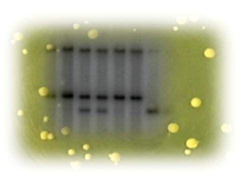 Yeast colonies and their amplified DNA