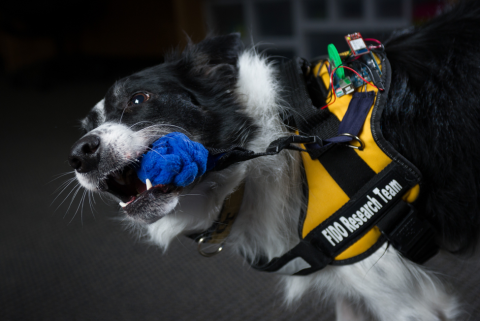 Wearable technology for canines