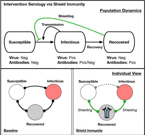 Graphic showing shield immunity proposal