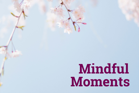 cherry blossoms with tect Mindful Moments