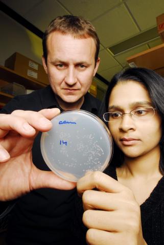 research Horizons - Origins of Cancer - plate displaying mutant yeast cells