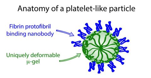 Anatomy of platelet-like particle