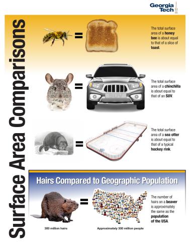 Animal/Insect Comparisons