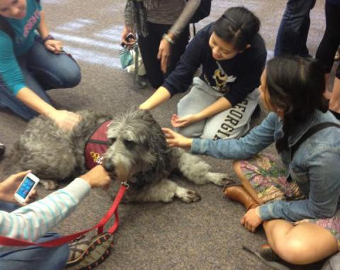 Therapy Dogs Visit Students at the Library