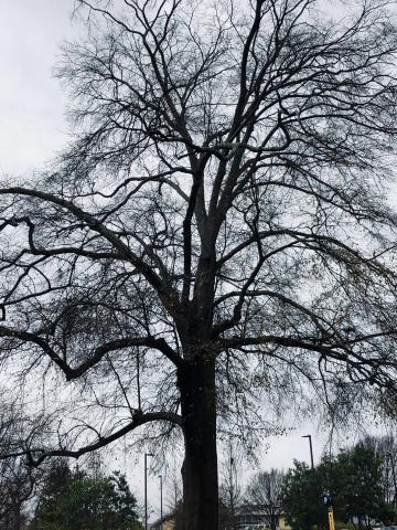 pic of water oak on north avenue