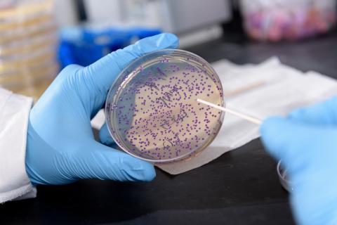 Purple indicator from E. coli2