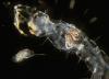 Killer Larva Preys on Small Crustacean