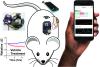 Wearable device on mouse