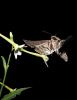 Hawk moth and natural flower