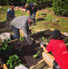 Community Graden Cultivated by Business Services