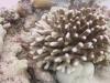 Coral colony bleaching
