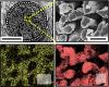 Microscope images of fuel cell electrodes
