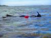 Snorkeling in Fiji to study marine habitats