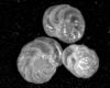 Analyzing fossilized shells