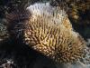 Crown-of-thorns sea star attack