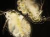 Parasite Grows in Crustacean