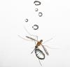 Mosquitoes Fly in Rain - 2