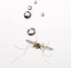 Mosquitoes Fly in Rain - 3