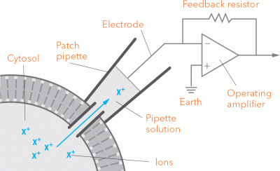 Patch clamp diagram