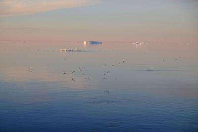 Seabirds in the Canadian Arctic Archipelago. Photo courtesy of Alexander Moravek.